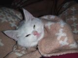 Safkan British Yavru Kedi Ankara