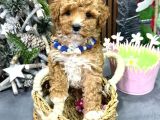 Malti̇poo Ci̇nsi̇ Yavrular Ev Üreti̇mi̇