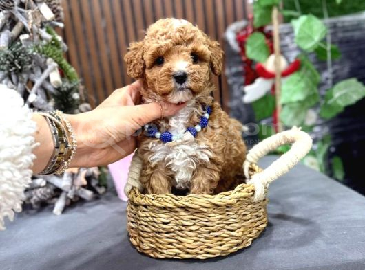 Malti̇poo Ci̇nsi̇ Yavrular Ev Üreti̇mi̇ görsel
