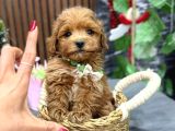 Malti̇poo Ci̇nsi̇ Yavrular Ev Üreti̇mi̇