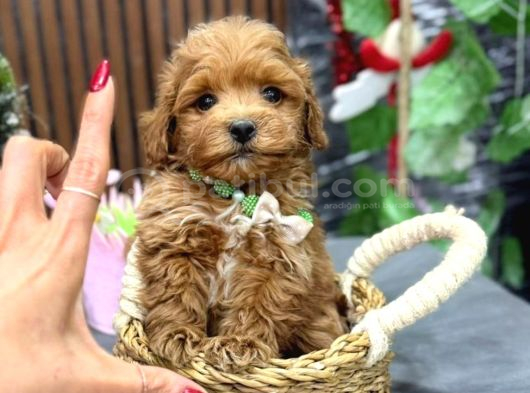 Malti̇poo Ci̇nsi̇ Yavrular Ev Üreti̇mi̇ görsel