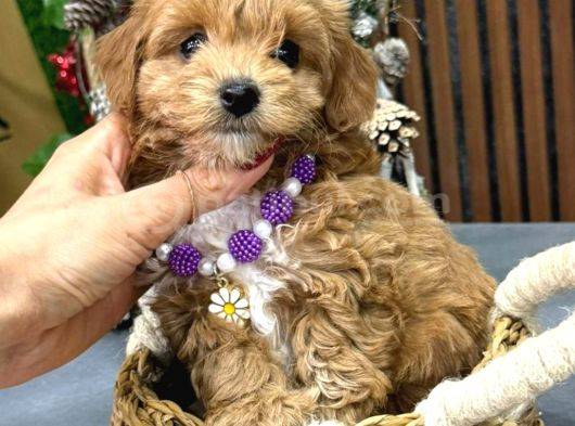 Malti̇poo Ci̇nsi̇ Yavrular Ev Üreti̇mi̇ görsel