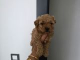 Tuvalet Eğitimli Sevimli Poodle Minnak Bebişlerim