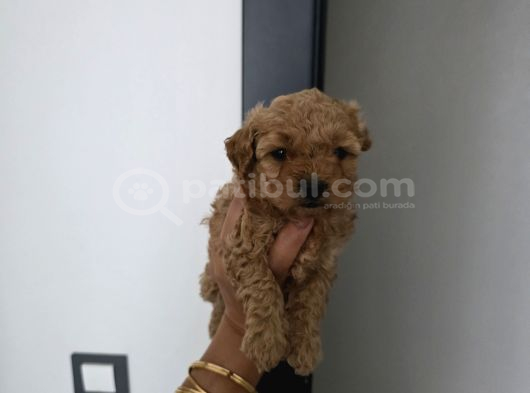 Tuvalet Eğitimli Sevimli Poodle Minnak Bebişlerim görsel