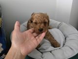 Tuvalet Eğitimli Sevimli Poodle Minnak Bebişlerim