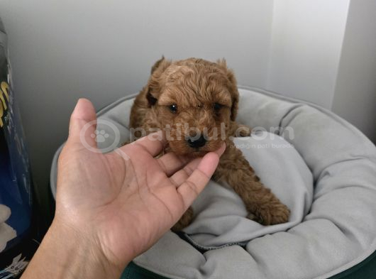 Tuvalet Eğitimli Sevimli Poodle Minnak Bebişlerim görsel