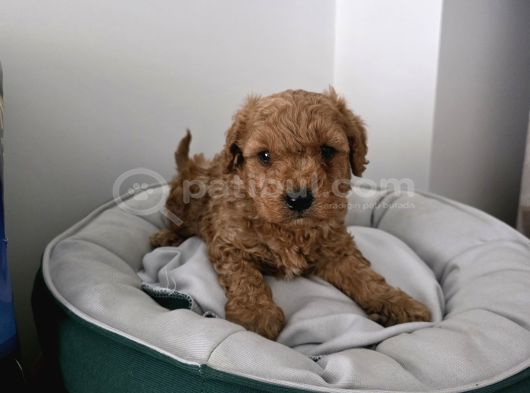 Tuvalet Eğitimli Sevimli Poodle Minnak Bebişlerim