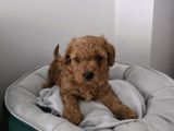 Tuvalet Eğitimli Sevimli Poodle Minnak Bebişlerim