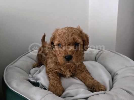 Tuvalet Eğitimli Sevimli Poodle Minnak Bebişlerim görsel