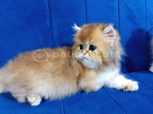 Irkının En Güzelleri British Longhair Gold Ve Blue Gold görsel