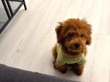 star kalitede 5 Aylık Korekan Toy Poodle