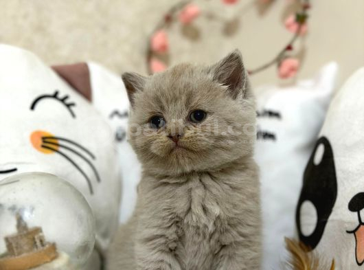 Safkan Sütlü Kahve  Lilac Yavrular Yeni Yuvasını Arıyor görsel
