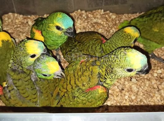 Bebek Amazon Yeşil Papağanlar görsel