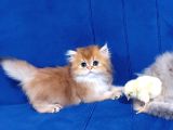 Irkının en güzelleri british longhair gold ve blue gold
