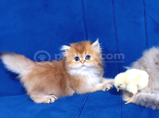 Irkının En Güzelleri British Longhair Gold Ve Blue Gold