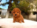 Toy Poodle Sevi̇mli̇ Yavrular Ev Üreti̇mi̇