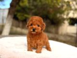 Toy Poodle Sevi̇mli̇ Yavrular Ev Üreti̇mi̇