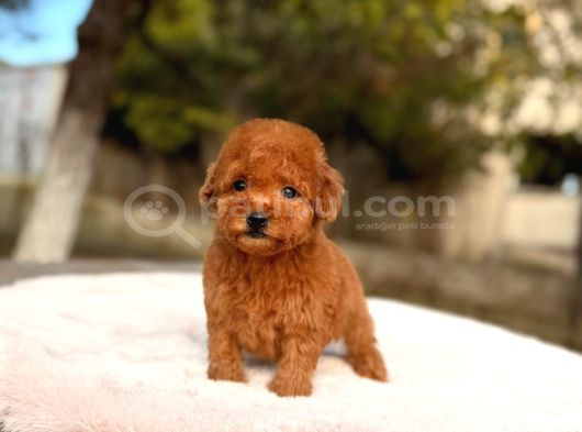 Toy Poodle Sevi̇mli̇ Yavrular Ev Üreti̇mi̇ görsel