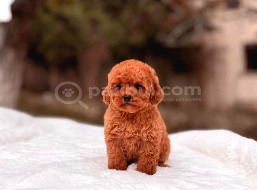 Toy Poodle Sevi̇mli̇ Yavrular Ev Üreti̇mi̇ görsel