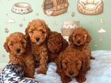 Kipkirmizi Red Toy Poodle Sevi̇mli̇ Yavrular
