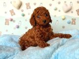 Kipkirmizi Red Toy Poodle Sevi̇mli̇ Yavrular