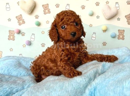 Kipkirmizi Red Toy Poodle Sevi̇mli̇ Yavrular görsel