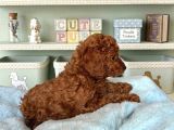 Kipkirmizi Red Toy Poodle Sevi̇mli̇ Yavrular