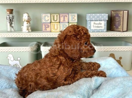 Kipkirmizi Red Toy Poodle Sevi̇mli̇ Yavrular görsel