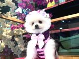 POMERRİAN BOO SEVİMLİ YAVRULAR