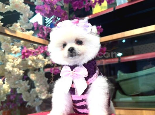 Pomerri̇an Boo Sevi̇mli̇ Yavrular