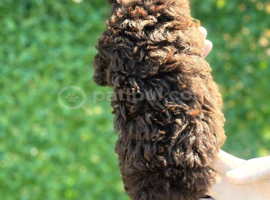 Çikolata Sevimli Toy Poodle Bebekler görsel
