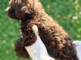 Çikolata Sevimli Toy Poodle Bebekler