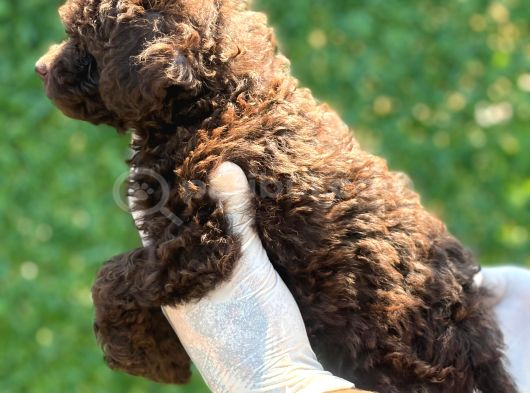 Çikolata Sevimli Toy Poodle Bebekler görsel