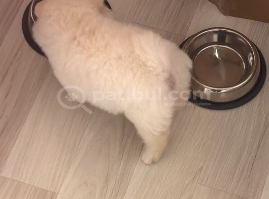 Ufak Burunlu 2 Aylik Dişi Pomeri̇an Boo görsel