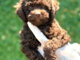 Çikolata Sevimli toy poodle bebekler