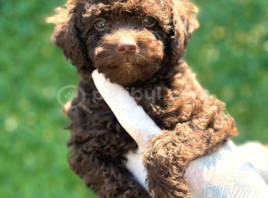 Çikolata Sevimli toy poodle bebekler