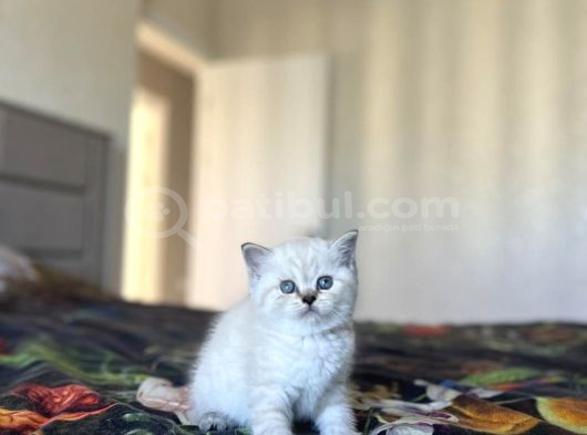 Safkan Bebek Yüz British Shorthai̇r Silver Yavrularim