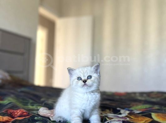 Safkan Bebek Yüz British Shorthai̇r Silver Yavrularim görsel