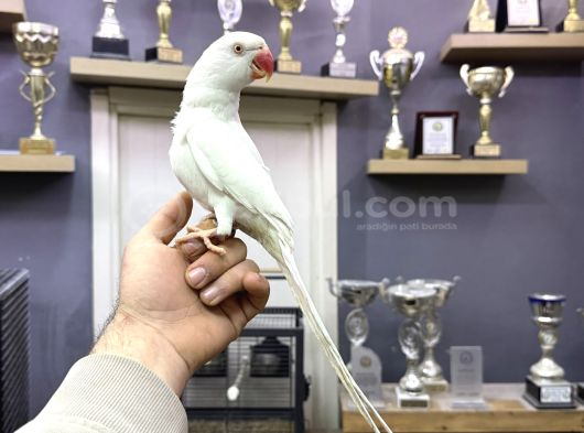 Evci̇l Beyaz Mutasyon Paki̇stan Papağani görsel