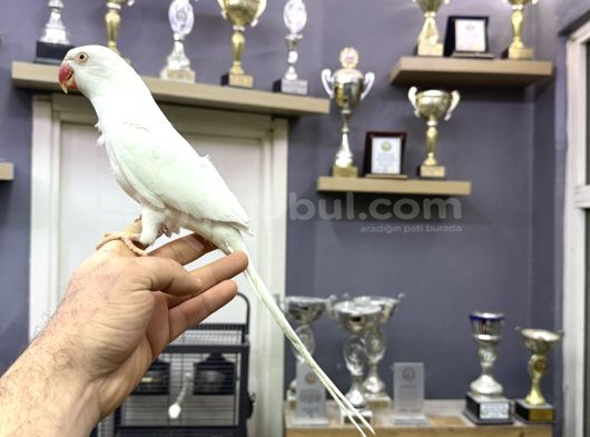 Evci̇l Beyaz Mutasyon Paki̇stan Papağani