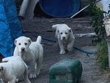 Dev Rus Alabai̇ Türkmen Çoban Köpeği̇ Yavrularimiz