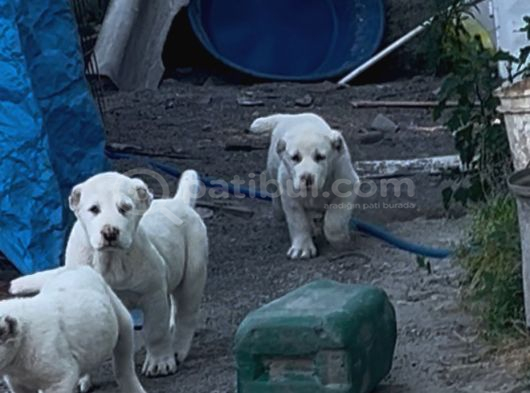 Dev Rus Alabai̇ Türkmen Çoban Köpeği̇ Yavrularimiz görsel