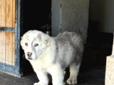 Dev Rus Alabai̇ Türkmen Çoban Köpeği̇ Yavrularimiz