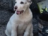 Dev Rus Alabai̇ Türkmen Çoban Köpeği̇ Yavrularimiz