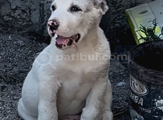 Dev Rus Alabai̇ Türkmen Çoban Köpeği̇ Yavrularimiz görsel