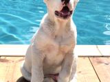 DEV RUS ALABAİ TÜRKMEN ÇOBAN KÖPEĞİ YAVRULARIMIZ