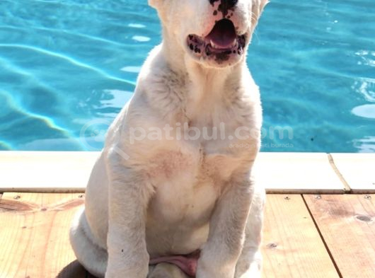 Dev Rus Alabai̇ Türkmen Çoban Köpeği̇ Yavrularimiz