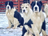 Dev Rus Alabai̇ Türkmen Çoban Köpeği̇ Yavrularimiz