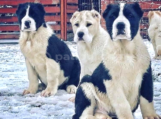 Dev Rus Alabai̇ Türkmen Çoban Köpeği̇ Yavrularimiz görsel