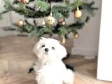 Karbeyaz Garantili Evraklı Mini Kore Maltese Bebekler